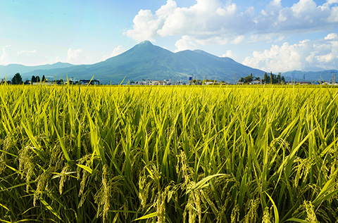 Tohoku Region Rice and Bandaisan in Aizu, Fukushima Prefecture
