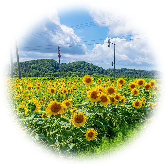 Sunflower fields in Hokuryu Town