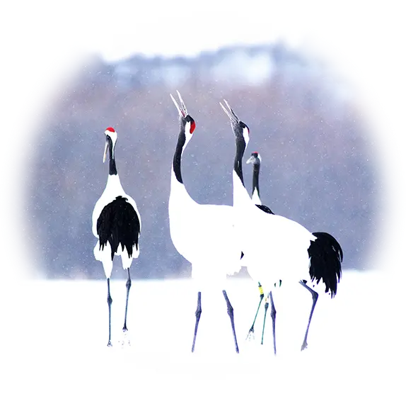 Red-crowned cranes in Kushiro Wetlands