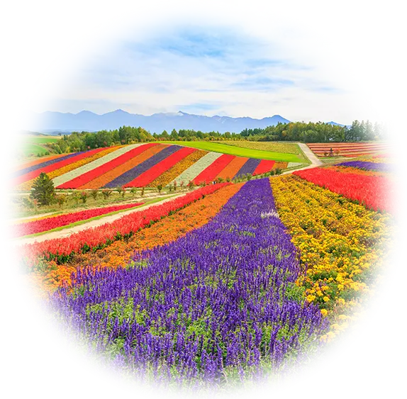 Lavender fields in summer