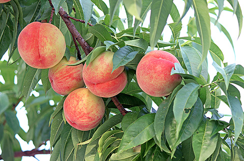 Fukushima is renowned for producing peaches.