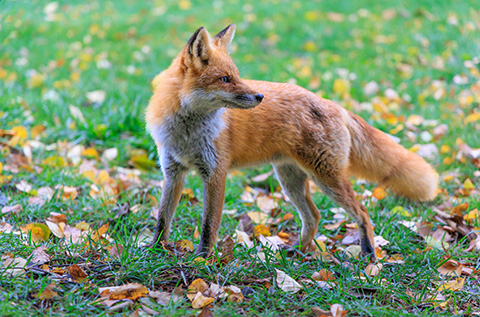 キタキツネ、日本の北海道に生息するアカギツネの亜種