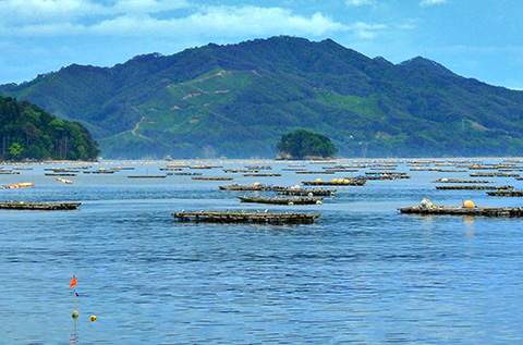 Yamada Bay Aquaculture, known for its high-quality oysters and seaweed.