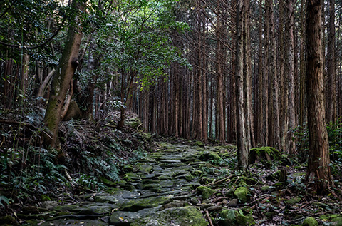 Kumano Kodo, sacred trails leading to the Kumano shrines.