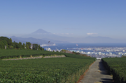 Scenic tea fields with Mount Fuji in the background.