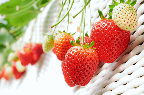 Tochiotome, a sweet and juicy strawberry from Japan.