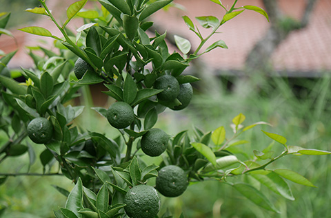 Sudachi, a small, tangy citrus used in Japanese cuisine.